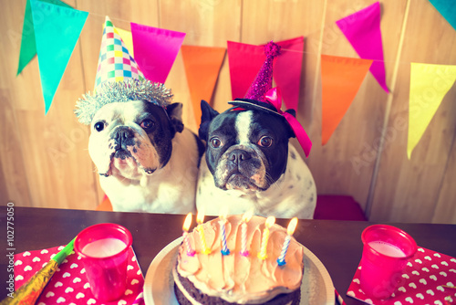 Schilderij op canvas Couple of dogs on birthday party
