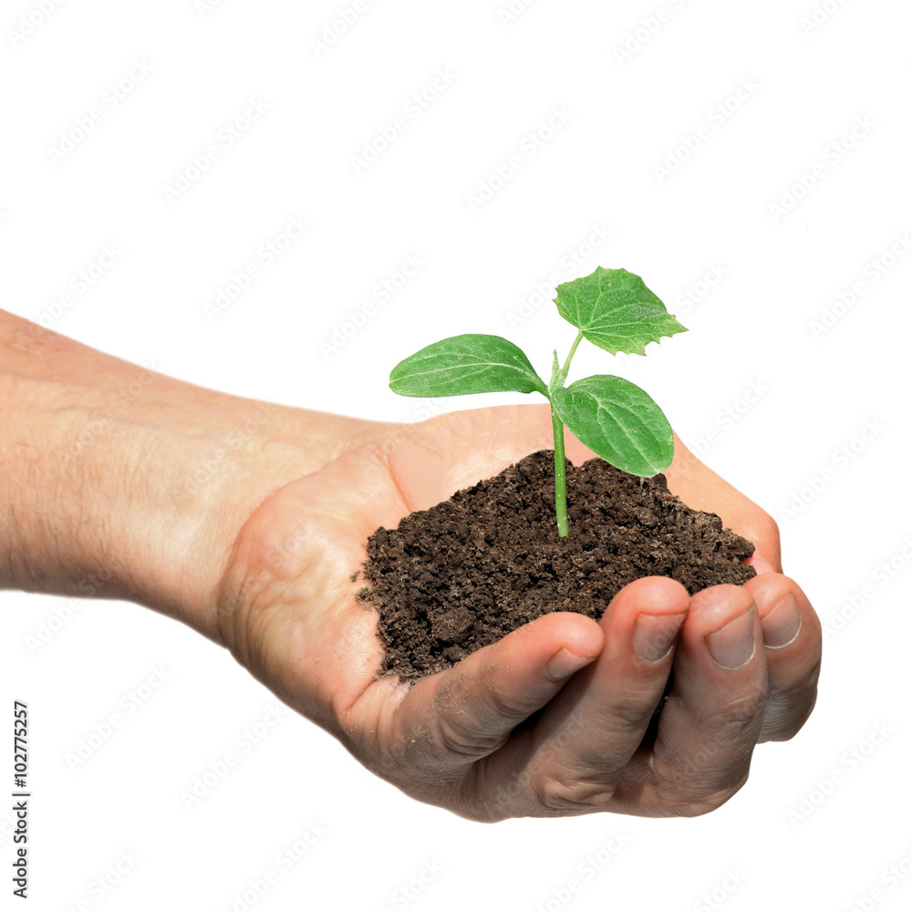 Hand holding cucumber seedling Hand holding cucumber seedling