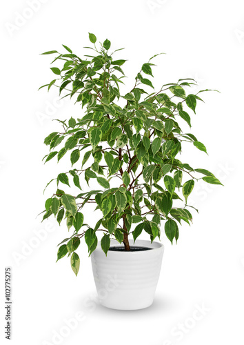 young Ficus benjamina a potted plant isolated over white photo