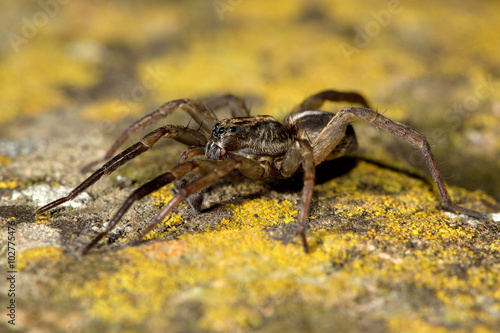 Trochosa ruricola wolf spider on stone. A male spider showing extensive dark markings on leg I, in the family Lycosidae
