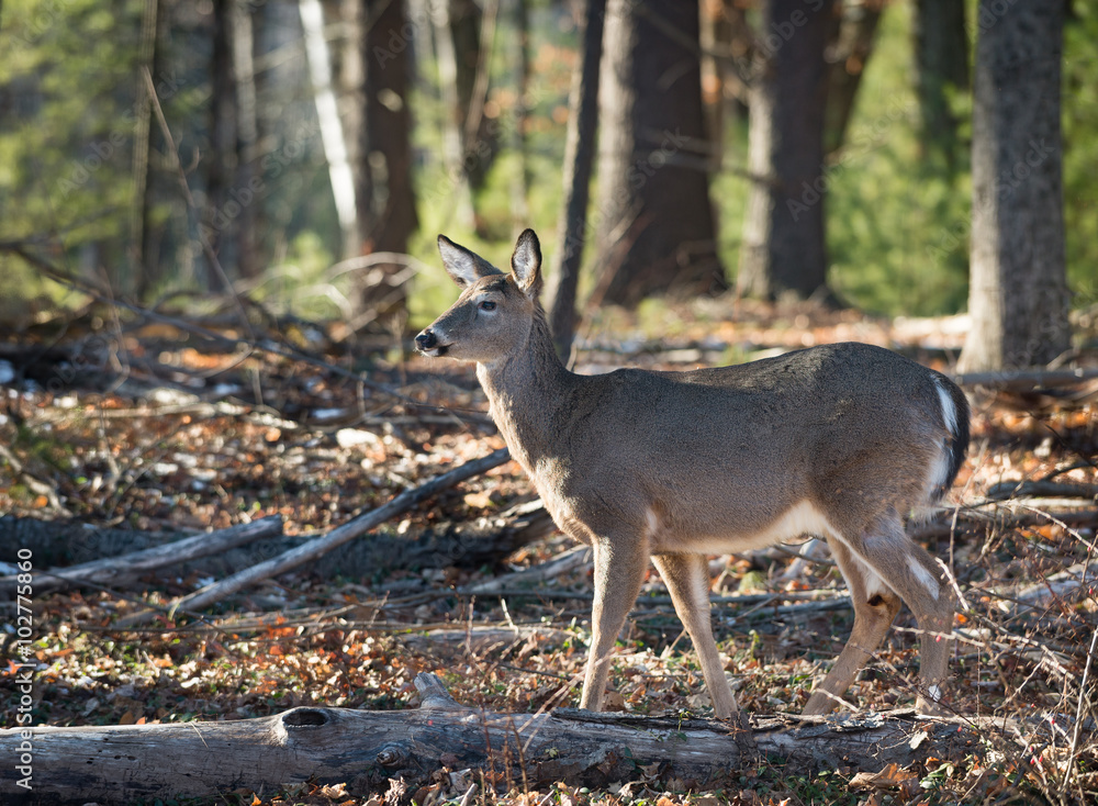 Close up of an Alert White Tail Deer in the forest in Catskill mountains in upstate New York during the winter. 