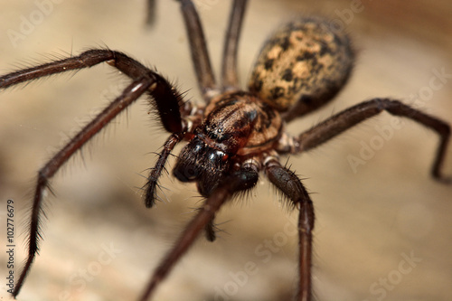 Common house spider (Tegenaria domestica). A large spider in the family Agelenidae, active at night and showing large fangs
 photo