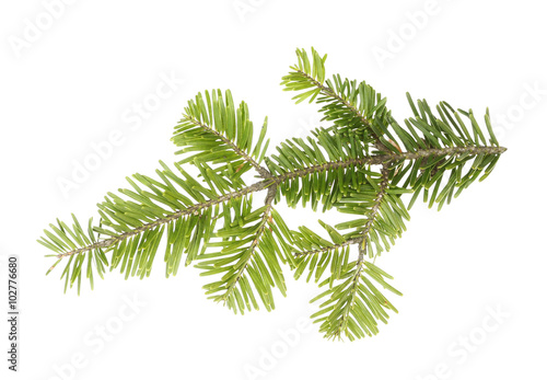 Fir tree twig isolated on white