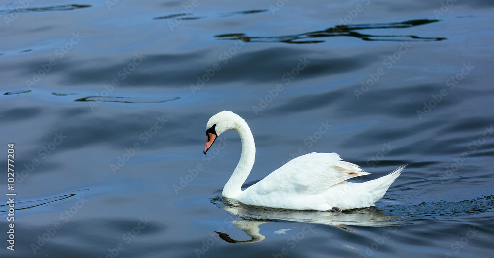 swan lake water summer