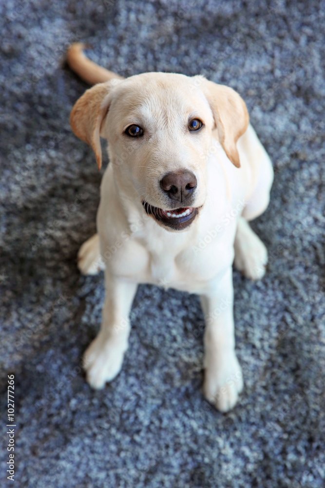 Cute Labrador dog on gray carpet, closeup Cute Labrador dog on gray carpet, closeup