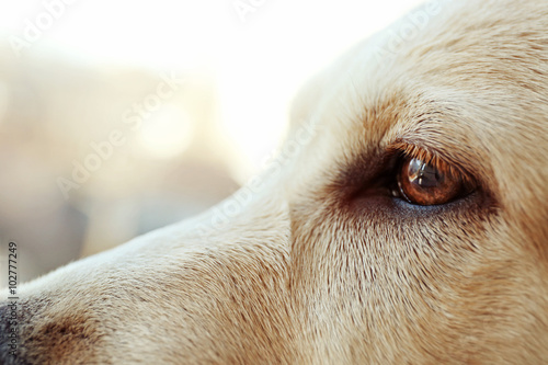 Fototapeta Naklejka Na Ścianę i Meble -  Labrador dog's eye on unfocused background, closeup