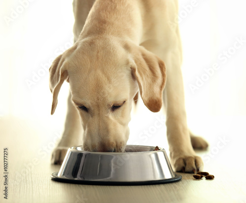 Labrador dog eating food from bowl on wooden table background