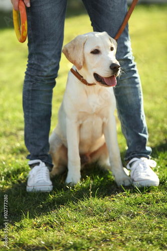 Owner and Labrador dog sitting on green grass
