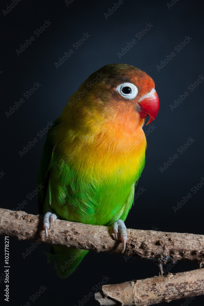 Young Agaporni studio portrait