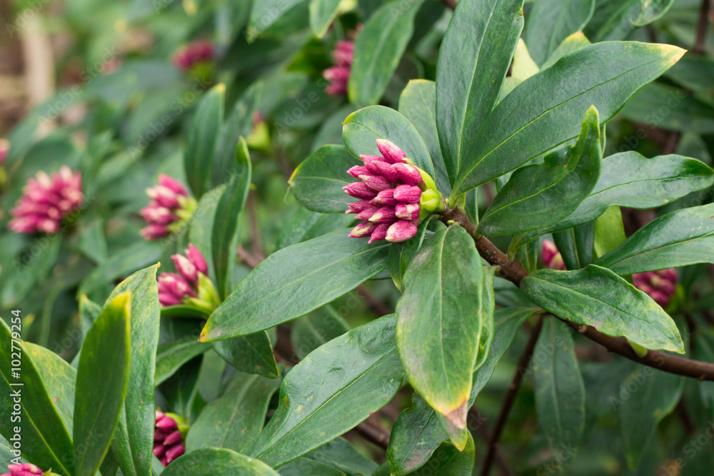 Bud of daphne Bud of daphne