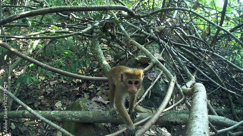 young, curious toque macaque (Macaca sinica, endemic to Sri Lanka) look into the camera, Sri Lanka, South Asia
 photo