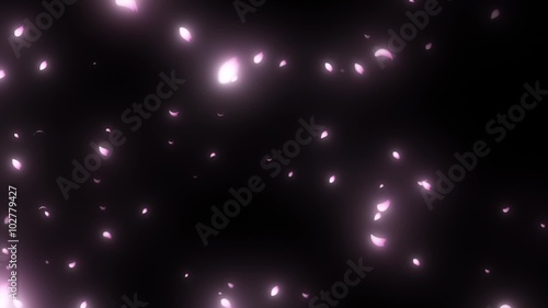 舞い散る桜　sakura cherry blossom