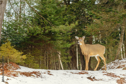 Young Deer (Omega Park of Quebec)
