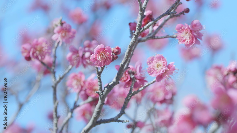 Japanease Red Plum,in Showa Memorial Park,Tokyo,Japan,Filmed in 4K Japanease Red Plum,in Showa Memorial Park,Tokyo,Japan,Filmed in 4K