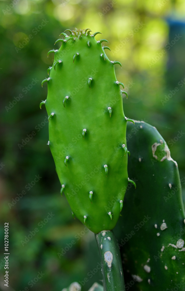 cactus cactus