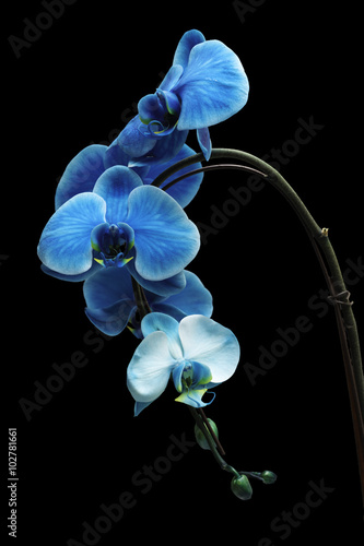 Blue Orchids