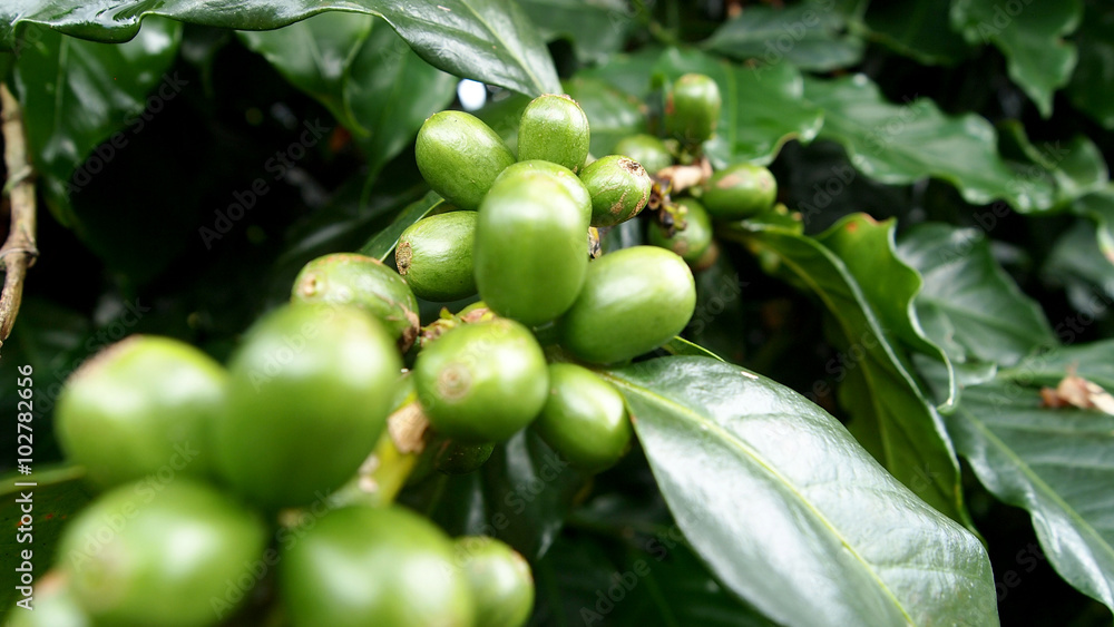  coffee plant