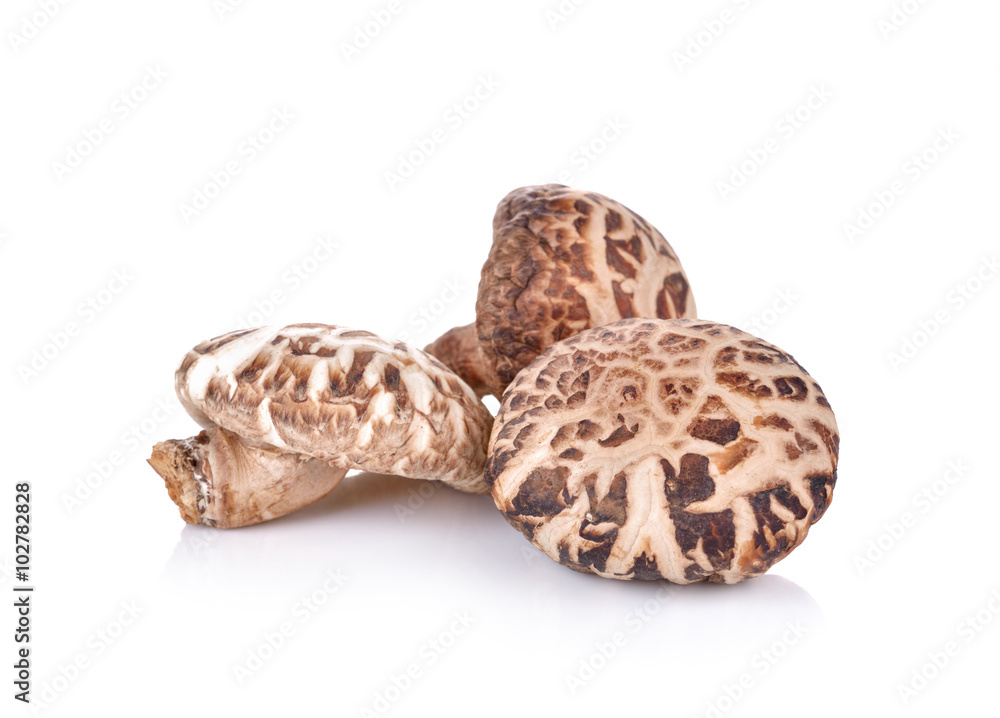 shiitake mushroom on white background shiitake mushroom on white background