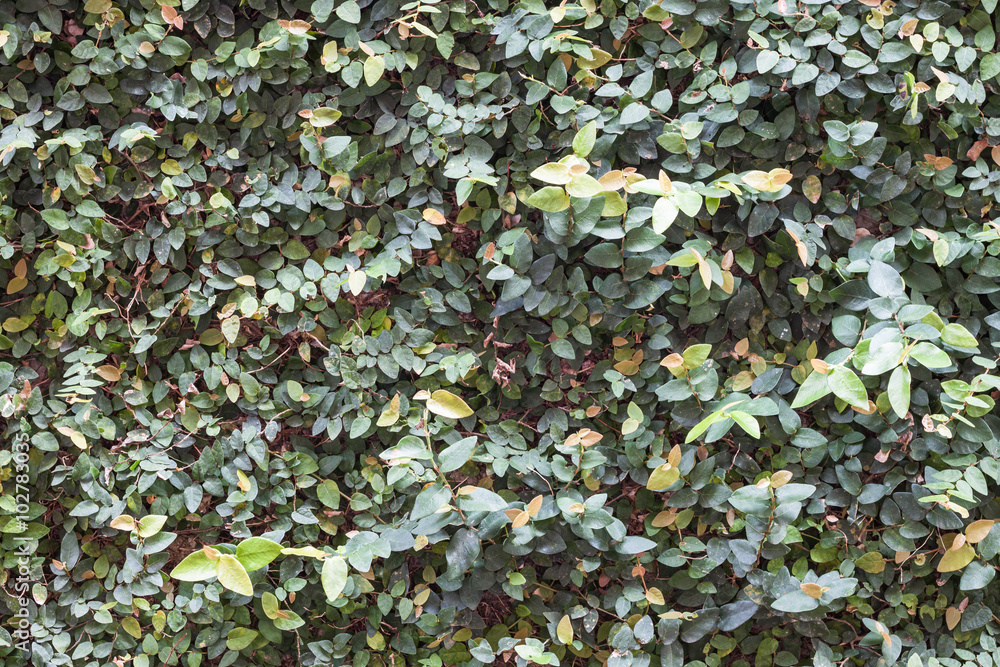 Green plant wall background decorated in garden Green plant wall background decorated in garden