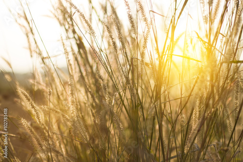 sunset grass flower in nature background  Blur and Select focus 