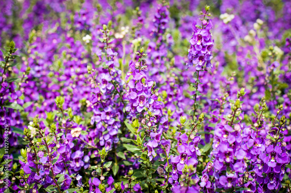 purple flowers in the field,summer or spring background purple flowers in the field,summer or spring background