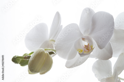 Wei  e Phalaenopsis Orchidee vor wei  em Hintergrund