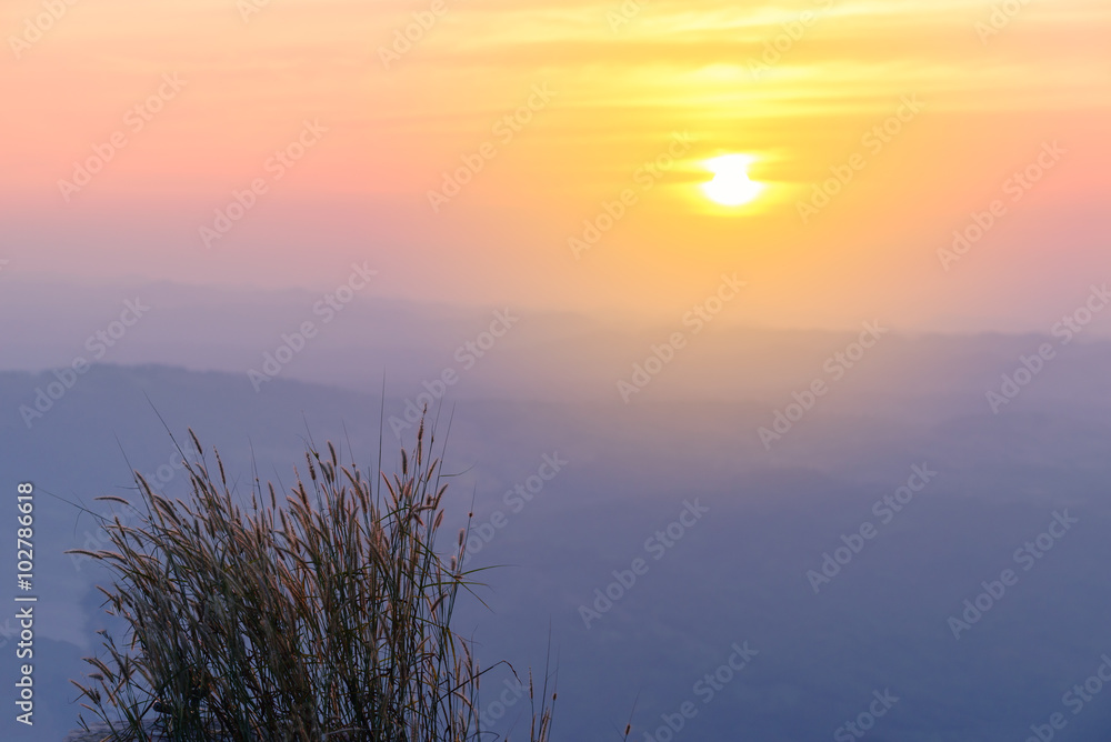 Beautiful grass flowers with mountain background at sunset.