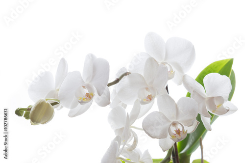 Fototapeta Naklejka Na Ścianę i Meble -  Weiße Phalaenopsis Orchidee vor weißem Hintergrund