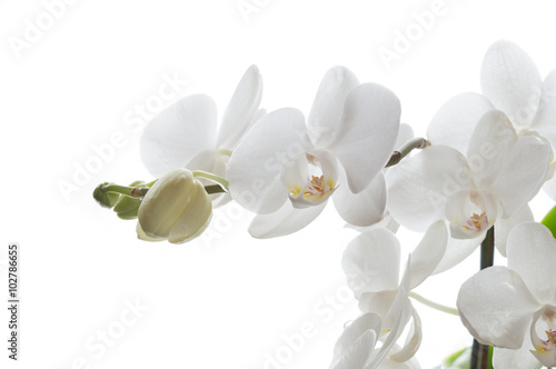 Fototapeta Naklejka Na Ścianę i Meble -  Weiße Phalaenopsis Orchidee vor weißem Hintergrund