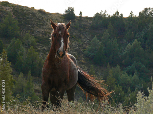 Wild Horse Mustang Bay Stallion in Theodore Roosevelt National Park ND photo