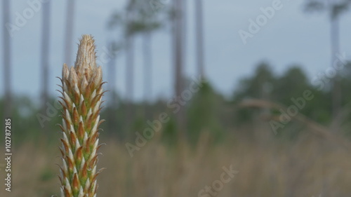 Longleaf pine bud macro