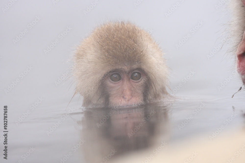 Naklejka premium SNOW MONKEY(地獄谷野猿公苑) JIGOKUDANI MONKEY PORK