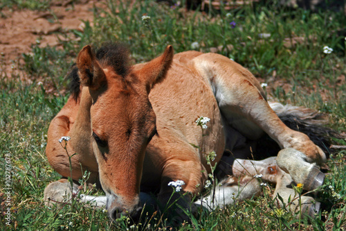 Wild Horse Mustang Buckskin Baby Colt Foal on Pryor Mountain Montana USA