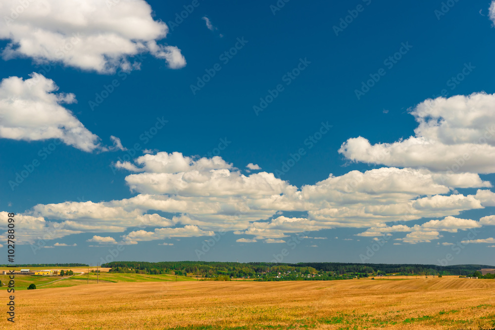 Beautiful cumulus clouds over the beveled field of wheat Beautiful cumulus clouds over the beveled field of wheat