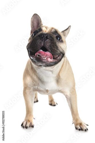 French bulldog on white background