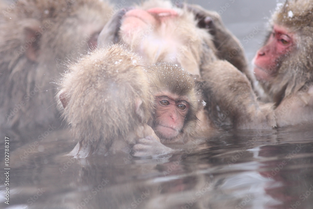 Naklejka premium SNOW MONKEY(地獄谷野猿公苑) JIGOKUDANI MONKEY PORK