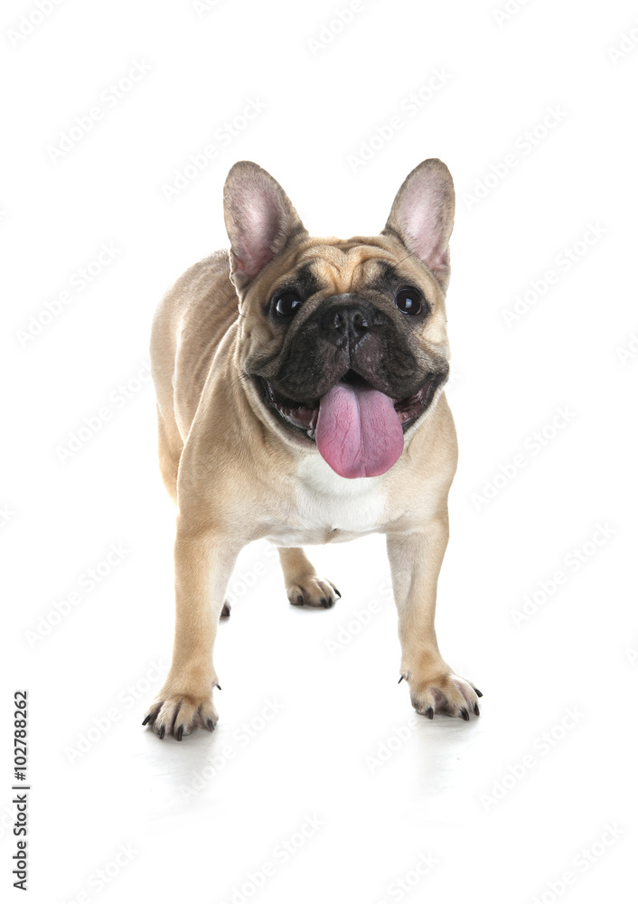 French bulldog on white background