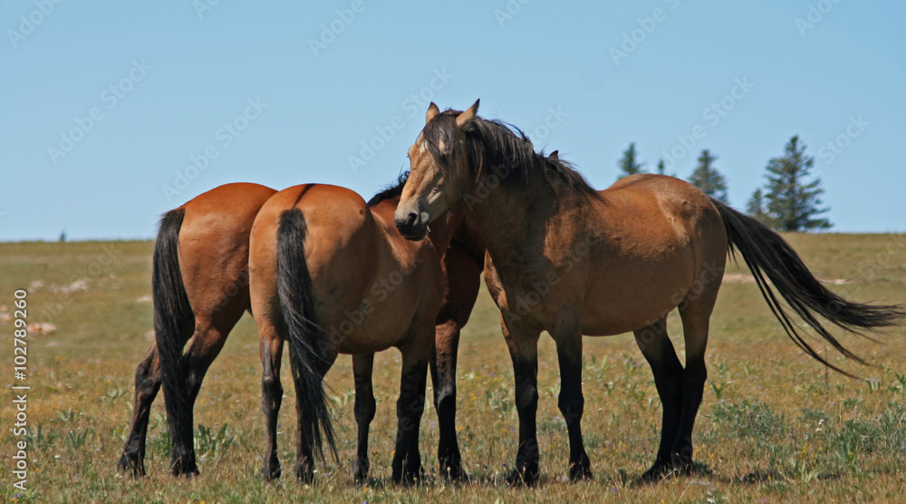 A Trio of Wild Horses in the western United States
