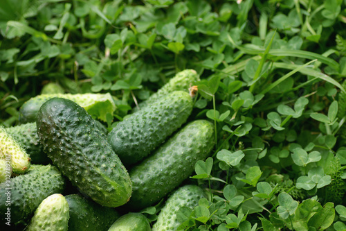 fresh crop of cucumbers