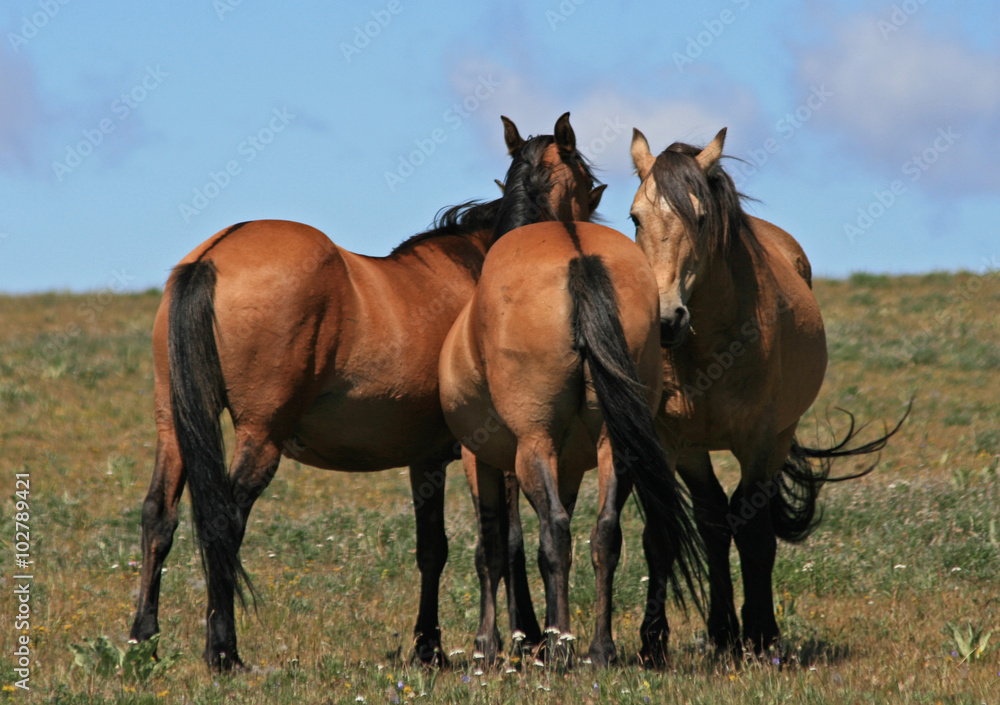 A Trio of Wild Horses in the western United States