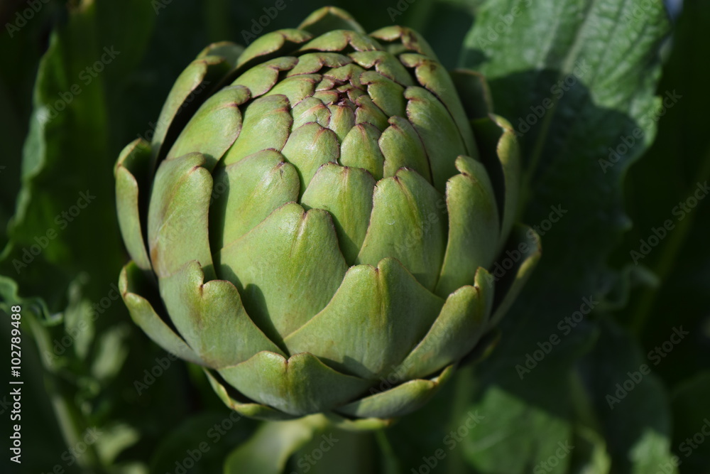 Obraz premium artichoke fruit 