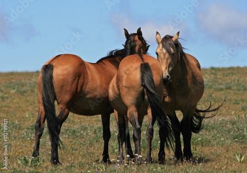 A Trio of Wild Horses in the western United States © htrnr