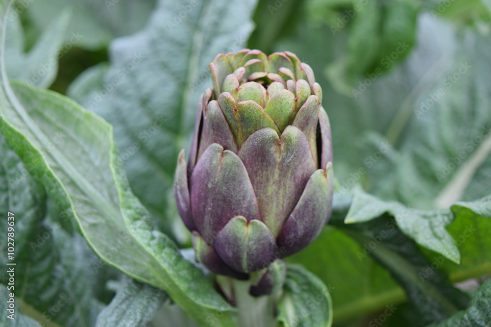 Fototapeta premium artichoke fruit