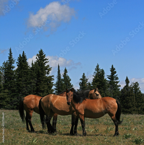 A Trio of Wild Horses in Montana