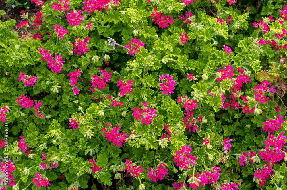 Cute pink flowers surrounded by lush green foliage