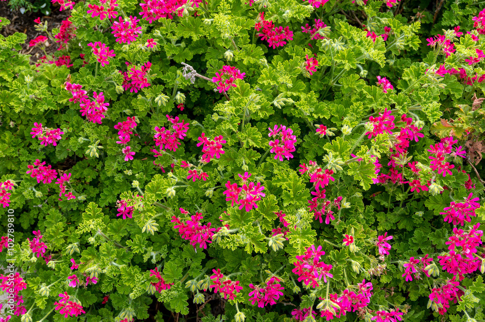 Cute pink flowers surrounded by lush green foliage Cute pink flowers surrounded by lush green foliage