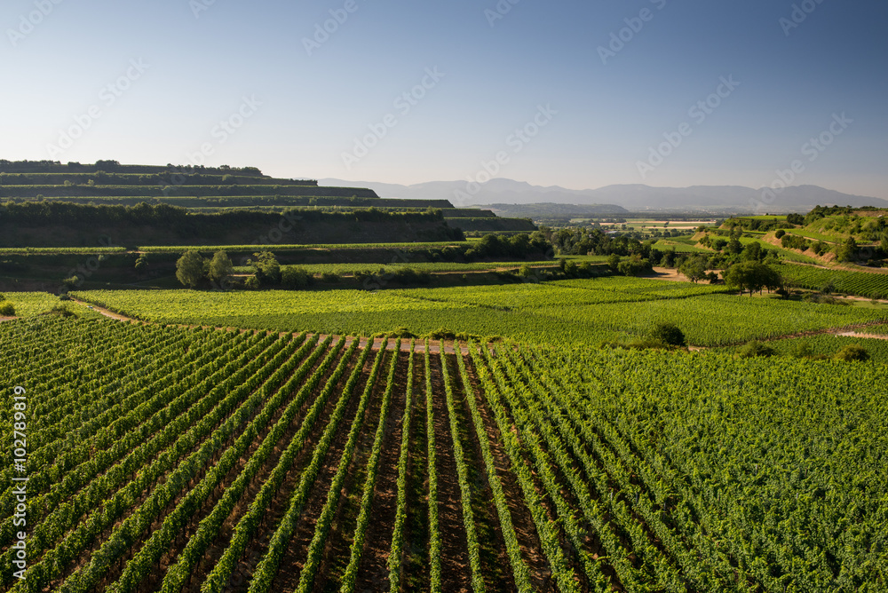 Beautiful Vineyard Terraces In Ihringen, South Germany