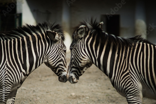 Zebra twins