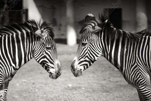 Fototapeta Naklejka Na Ścianę i Meble -  Zebra twins
