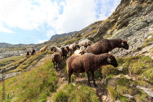 Flock of sheep in the mountains, Hohe Tauern Alps, Austria